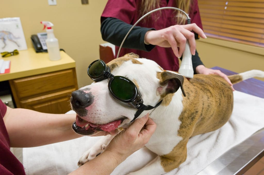 Veterinary lasers