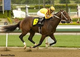 Horse - OmniLase Laser Therapy for Equine Athletes