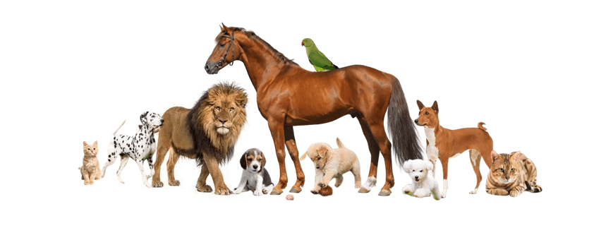 Veterinary laser therapy - OmniLase Veterinary laser therapy