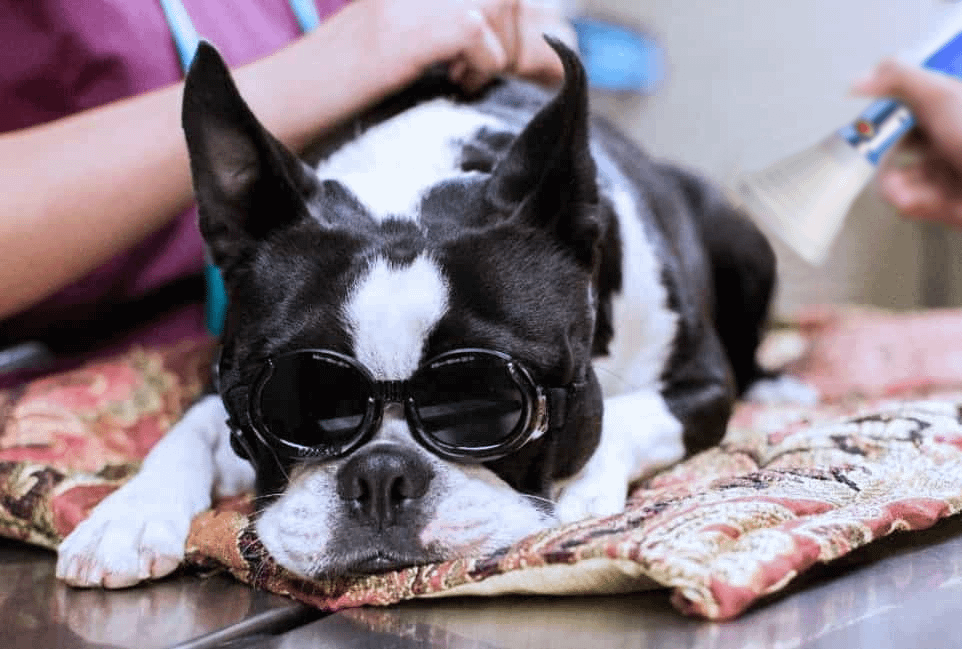 Laser therapy treatment of a dog